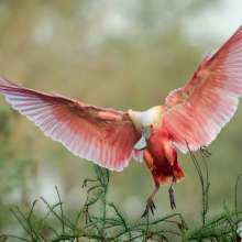 Roseate Spoonbill