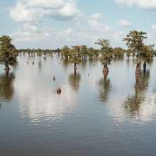 Trees in water