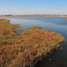 BolsaChica1