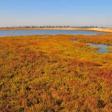 BolsaChica4