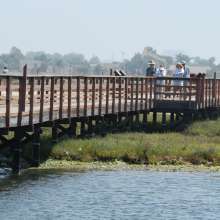 bolsachica5