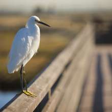 BolsaChica7
