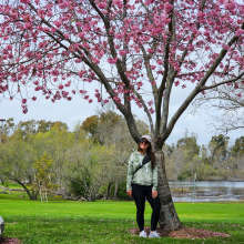 Cherry Blossoms Snapshot