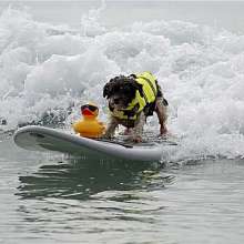 dog and duck