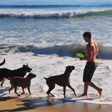 DogBeach1