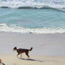 DogBeach6