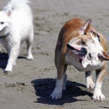 DogBeach7
