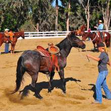 Equestrian4