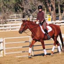Equestrian5