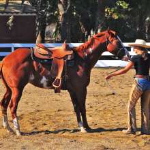 Equestrian7