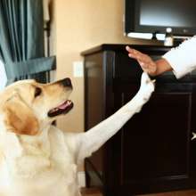 HiltonDog1