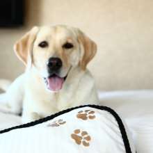 HiltonDog2