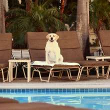 HiltonDog3