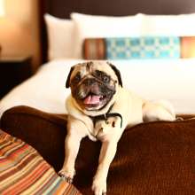 HiltonDog4