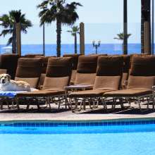 hiltondog5