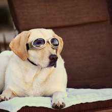 HiltonDog6