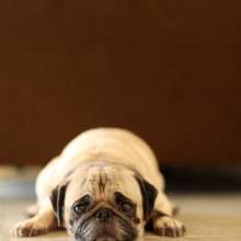 HiltonDog7