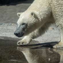 Point Defiance Zoo & Aquarium Polar Bears