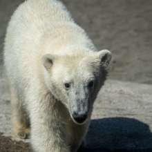 Point Defiance Zoo & Aquarium Polar Bears