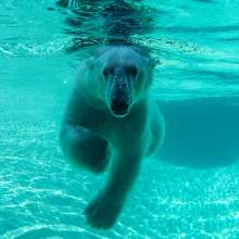 Point Defiance Zoo & Aquarium Polar Bears