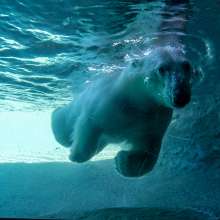 Point Defiance Zoo & Aquarium Polar Bears
