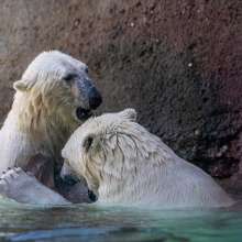 Point Defiance Zoo & Aquarium Polar Bears
