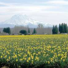 Puyallup Valley