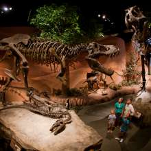 Museum of Ancient Life