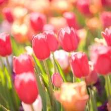 Thanksgiving Point's Tulip Festival