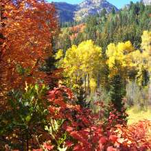 Fall Colors in Alpine Loop
