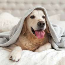 PetFriendly.jpg