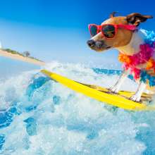 Pet_Friendly-Visit.jpg