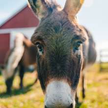 The Farm at Prophetstown