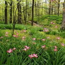 Clegg Memorial Garden