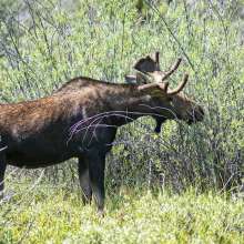 a side view of a bull moose in shrubs