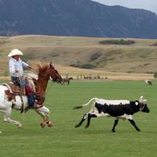 A cowboy after a steer during the Don King Days in Sheridan, a top event in the fall.