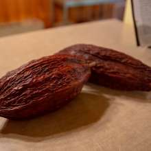 Cocoa Beans at Meeteetse Chocolatier