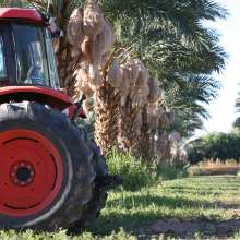 Bard Valley Date Producers Date Grove in Yuma, Arizona