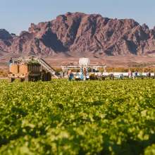Harvesting Green Leaf Lettuce in Yuma, Arizona
