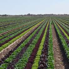 Mixed Greens Field in Yuma, Arizona