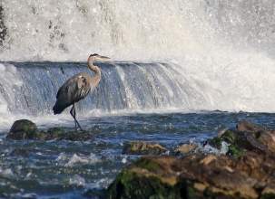 2Feb Heron -Fabridam-Steve-Pensyl