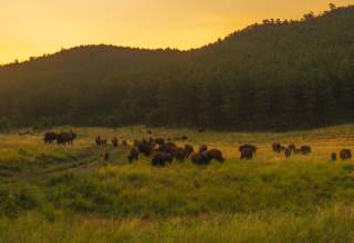 Custer-State-Park-Buffalo