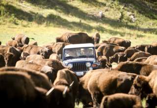 Buffalo Jeep Safari Ride in Custer State Park