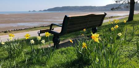 Daffodils on Swansea prom