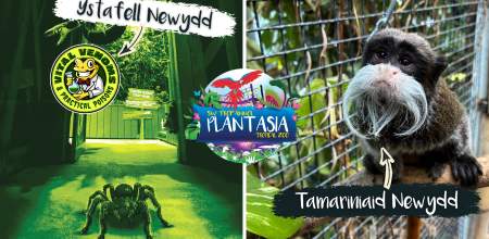 Plantasia Abertawe July 2026
