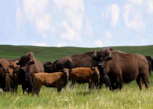 Rancho Picante Bison
