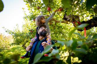 A man carries a small girl on his shoulders through an apple orchard. The girl is picking an apple