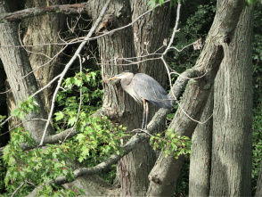 Milwaukee Audubon Society