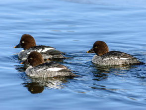 Common Goldeneyes
