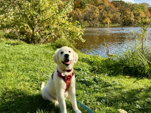 Top Dog‑Friendly Parks to Explore in Milwaukee